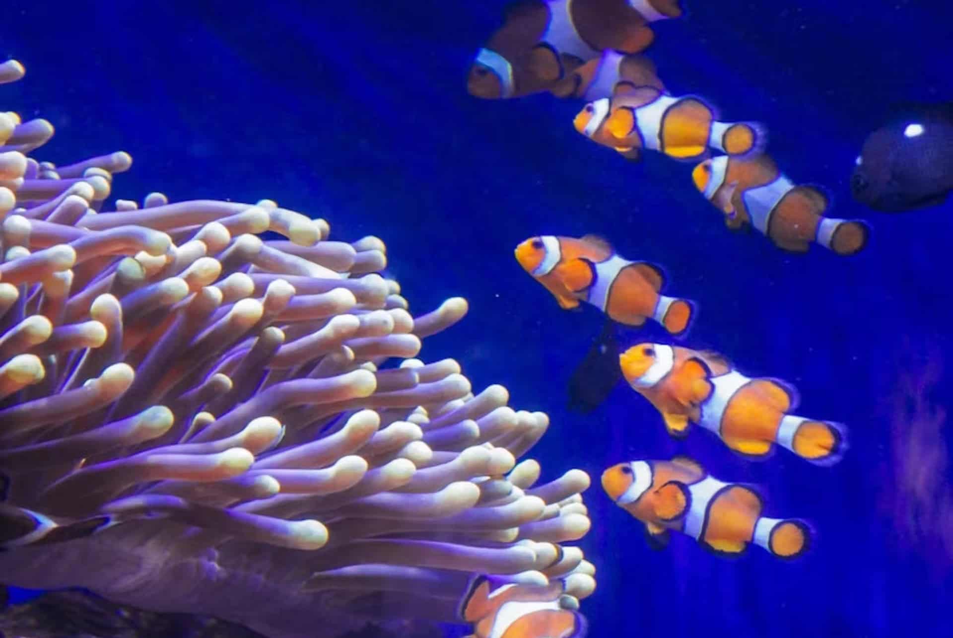 billet aquarium de barcelone