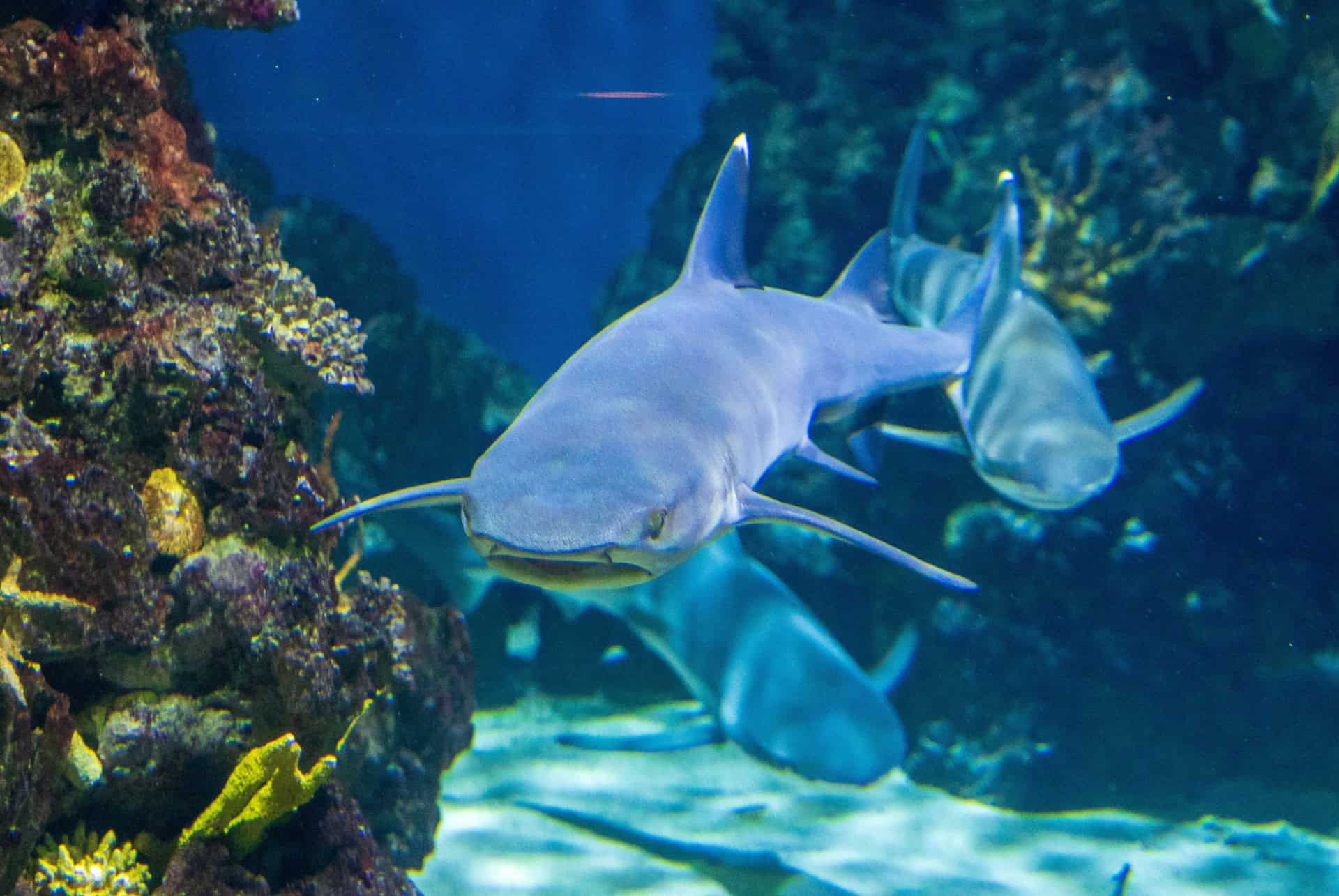 requin en aquarium requin en aquarium