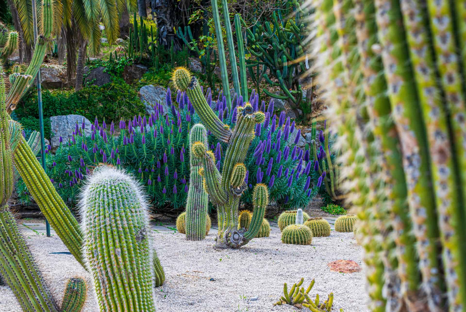 jardin cactus de montjuic jardin cactus de montjuic