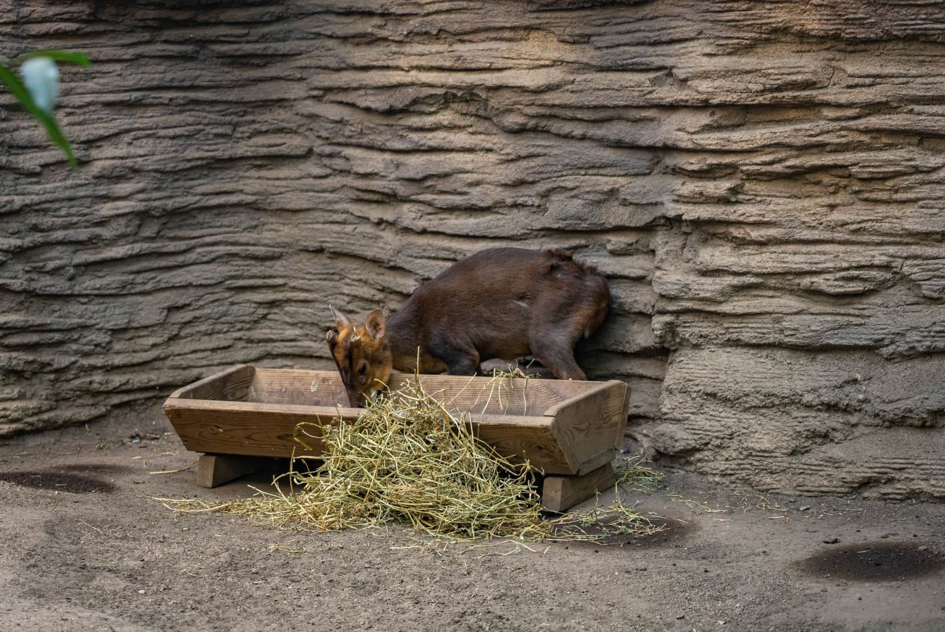cerfs muntjac zoo barcelone