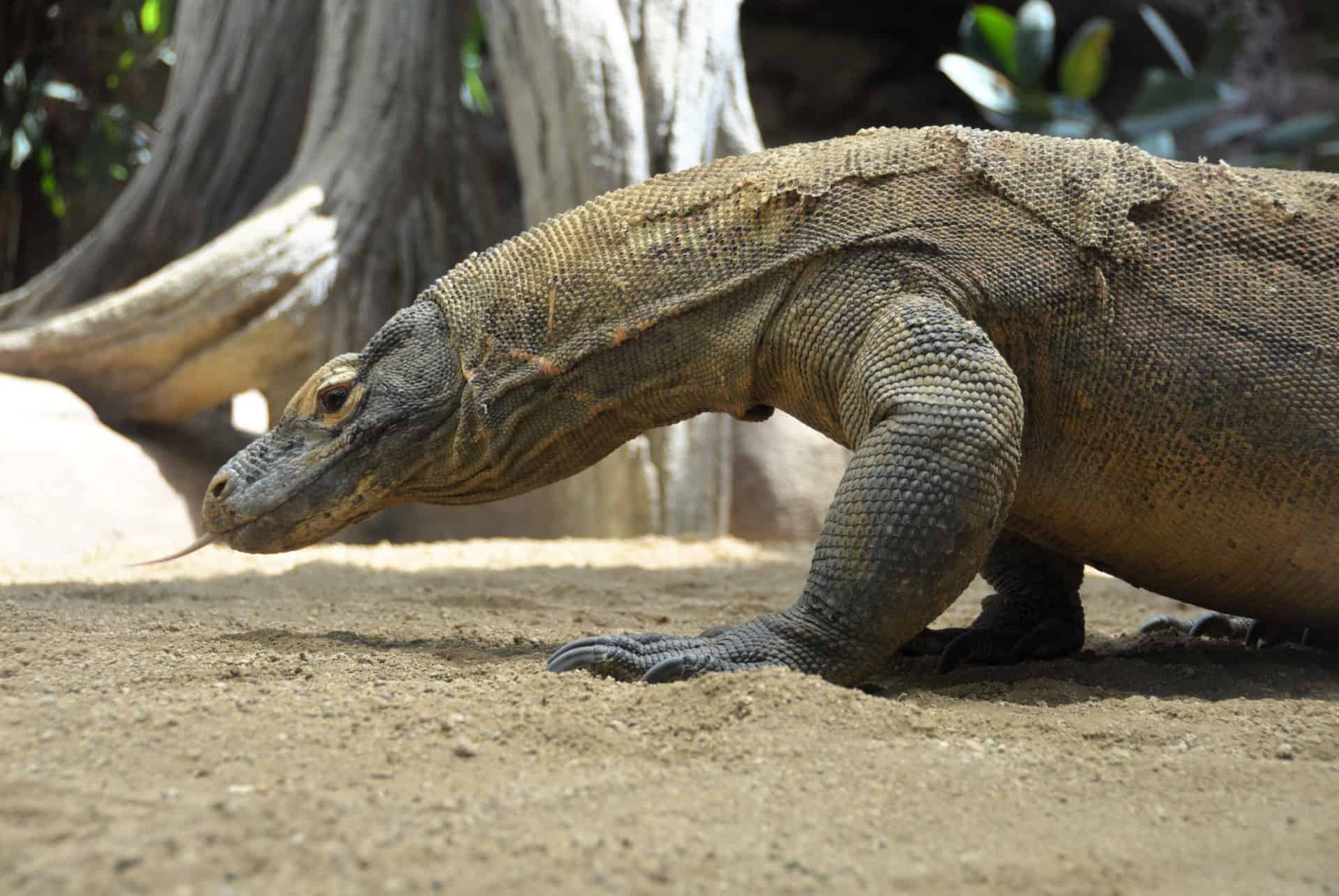 dragon komodo 