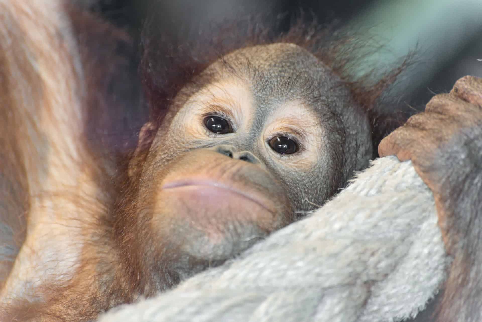 singe zoo barcelone