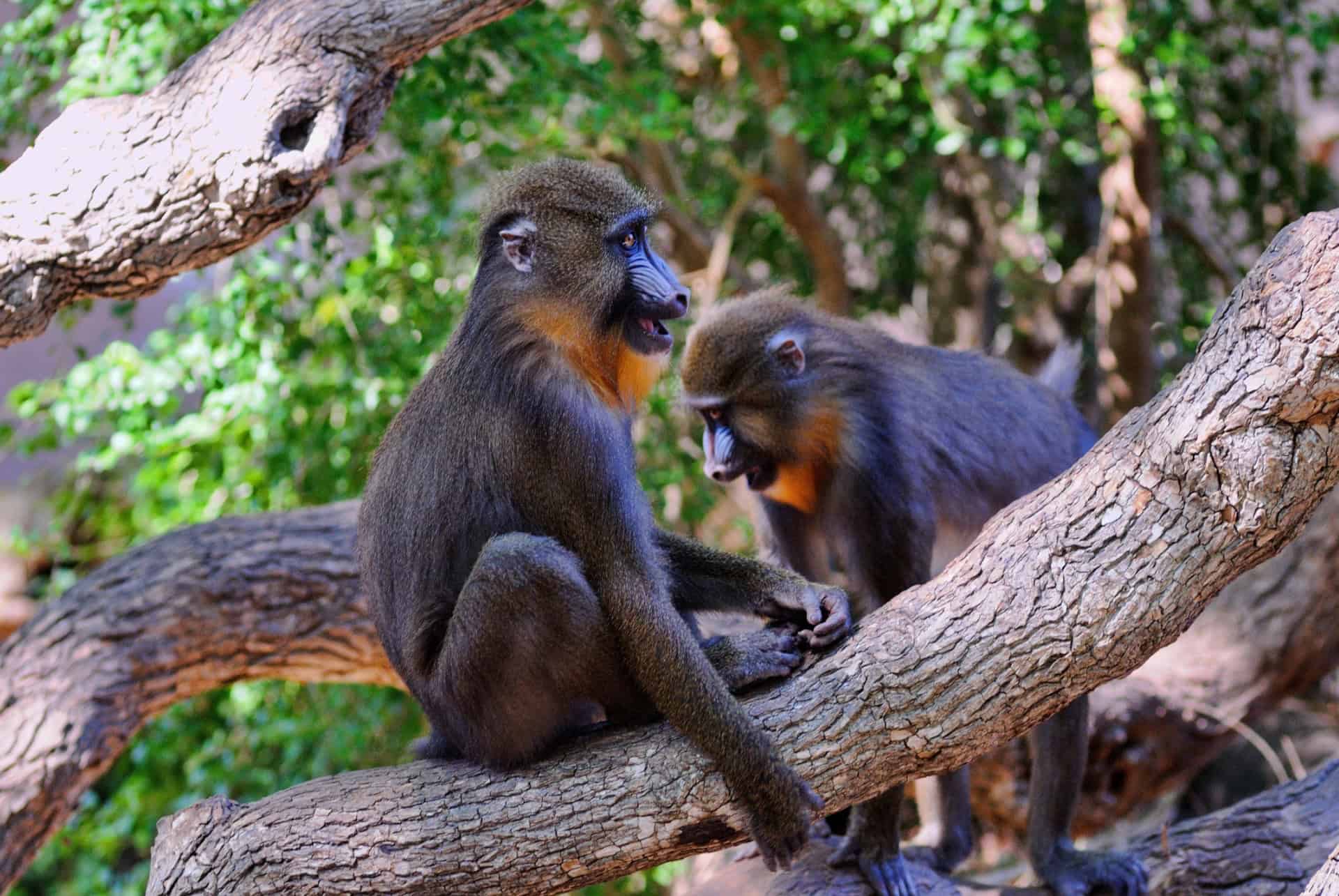 singes zoo
