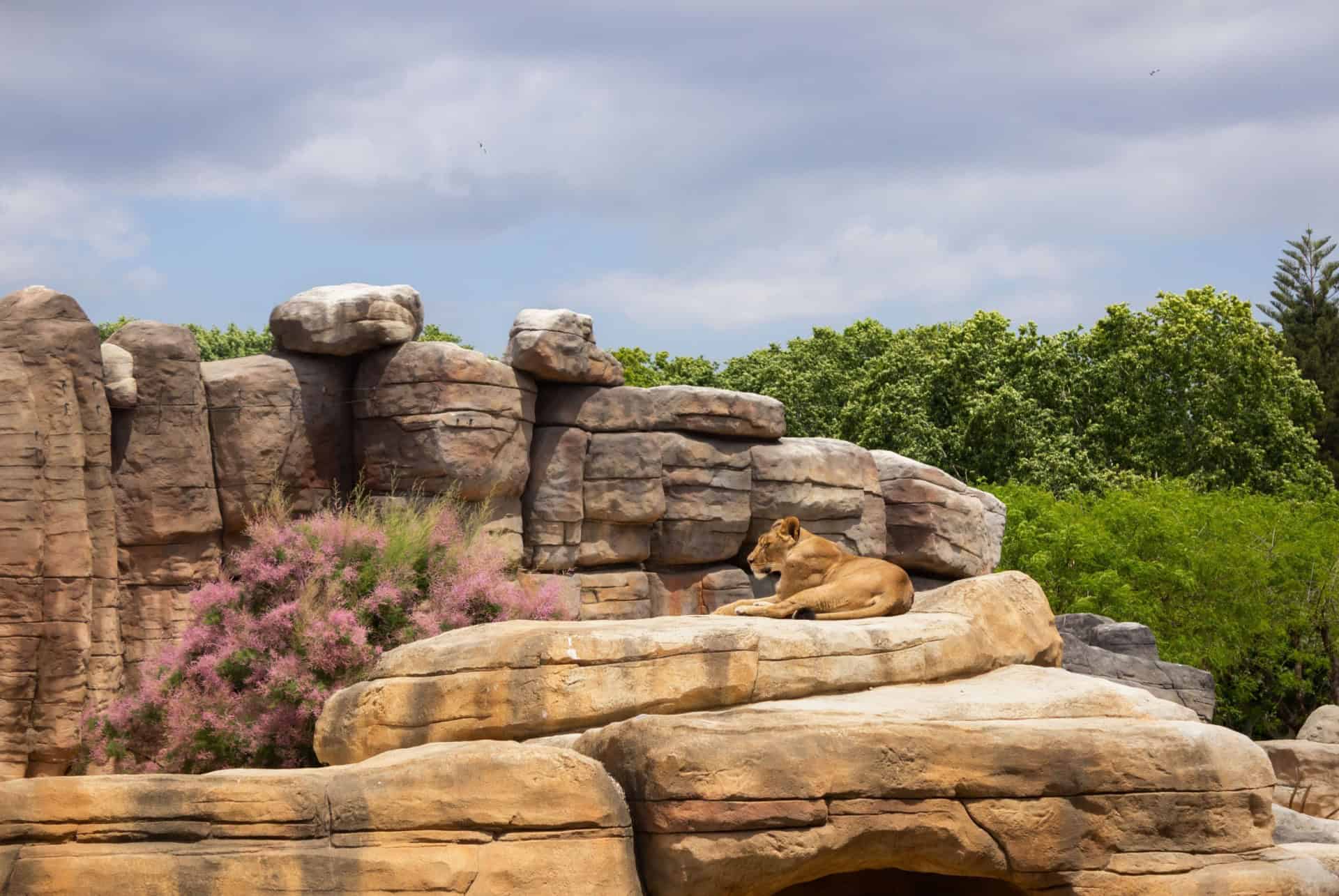 lionne