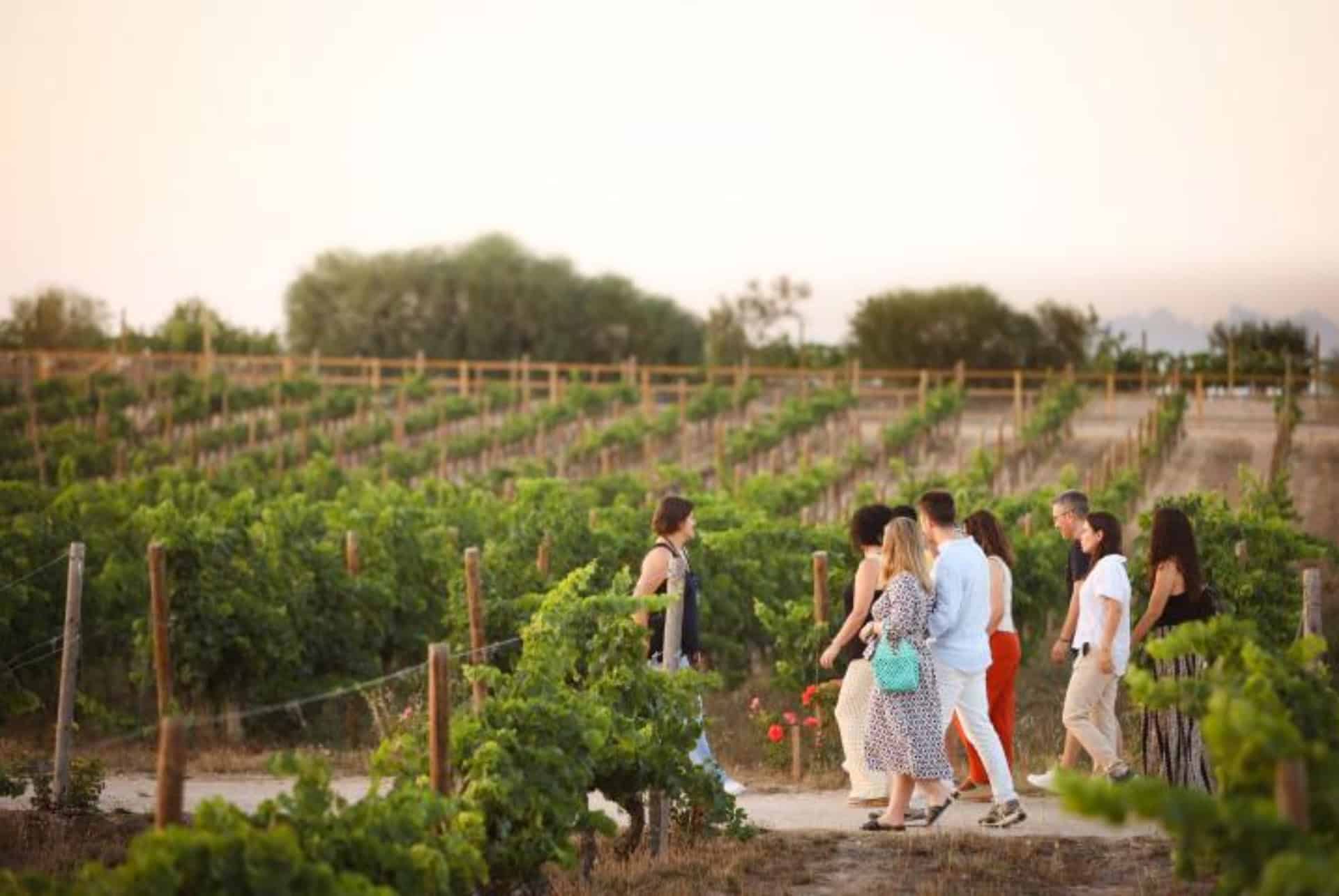 domaines viticoles de catalogne familia torres domaines viticoles de catalogne familia torres