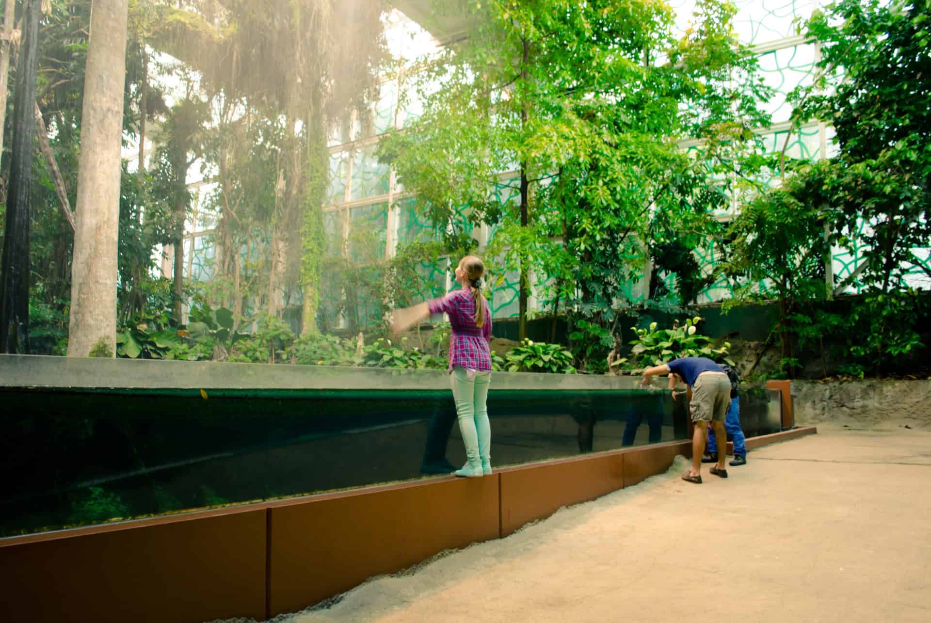 foret cosmocaixa musee des sciences